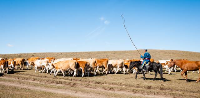 我在我的马背上是什么歌