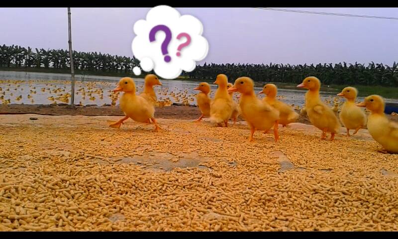 我跟着小鸭子学走路是什么歌