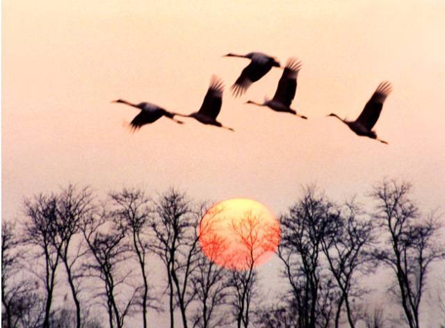 鸿雁天空上对对排成行是什么歌