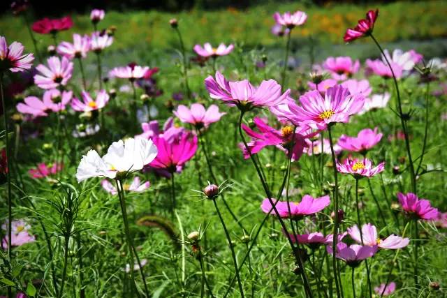 你从花丛中走来是什么歌