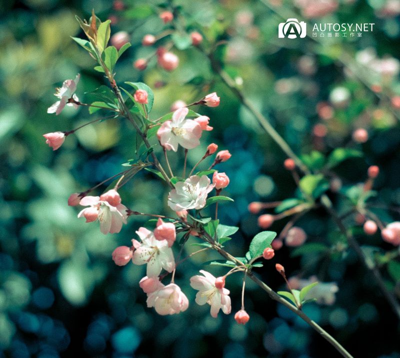 春季里开花十四五六是什么歌