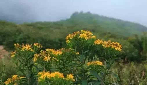 漫山遍野开满花是什么歌