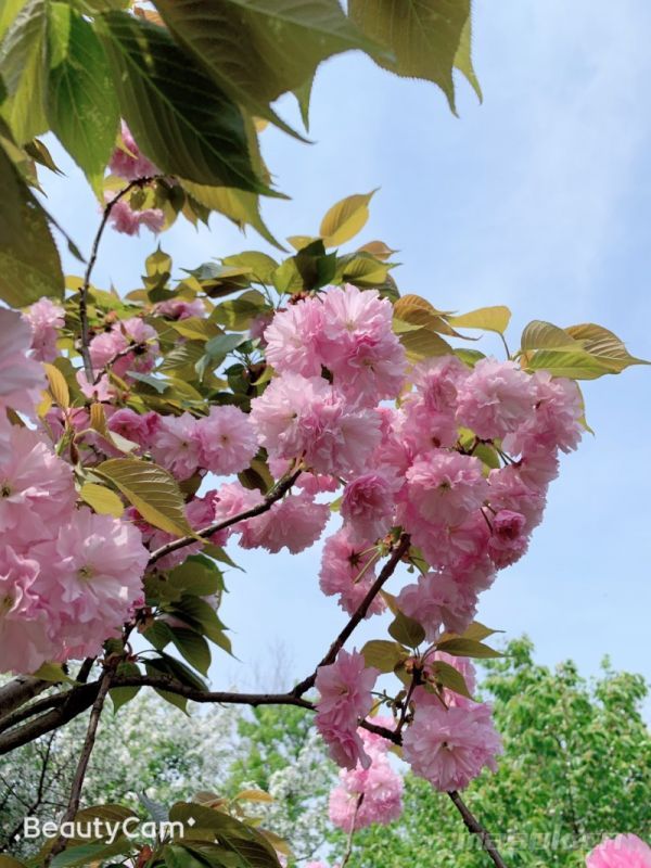 破碎的心就像玻璃碎片是什么歌