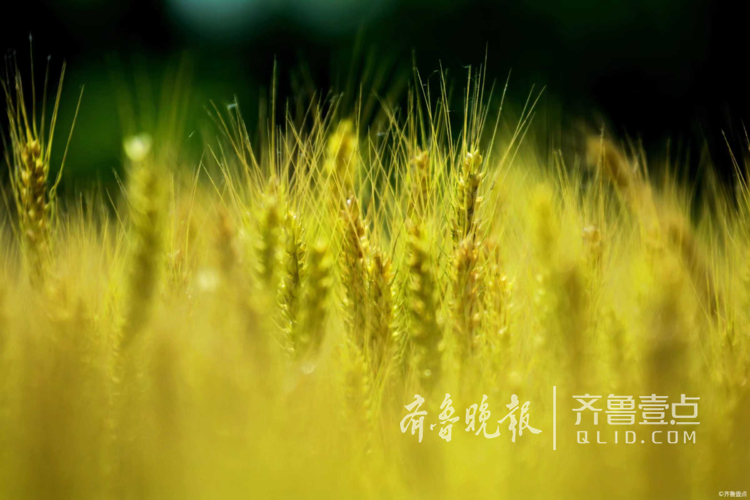 涌动着金色的麦浪是什么歌曲