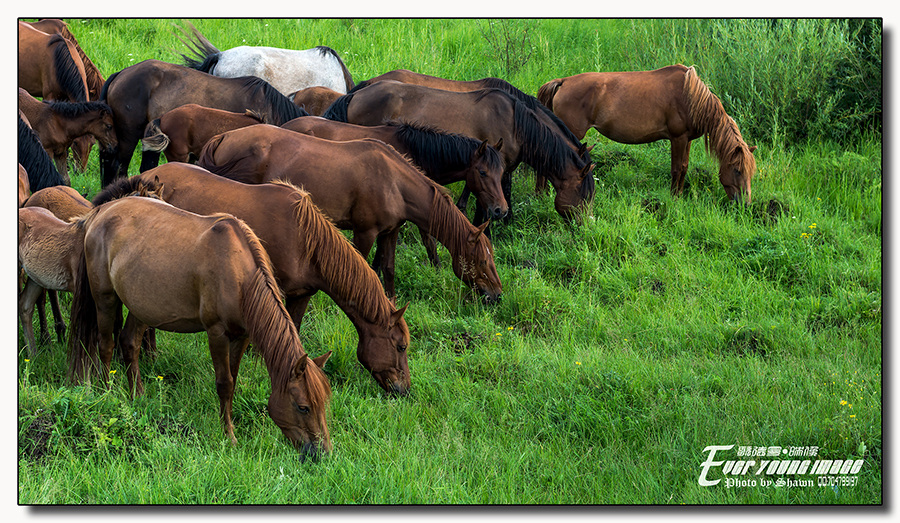草原骏马切切是什么歌