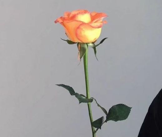 100首带有花字的歌曲，抖音很火的一首带花的歌