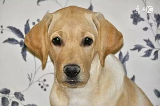 red eye是什么意思，yellowdog的中文意思