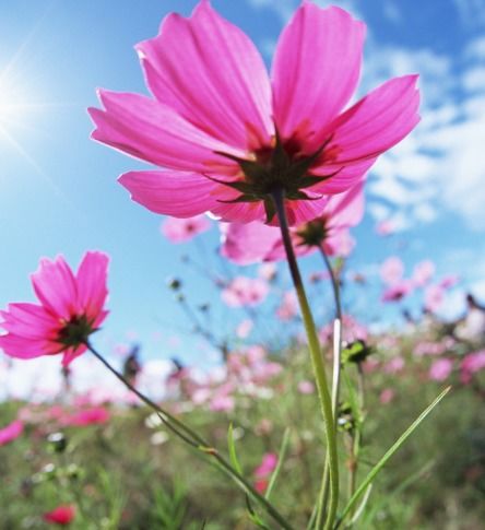 《小花朵》儿童歌曲，我们是阳光下的花朵歌曲