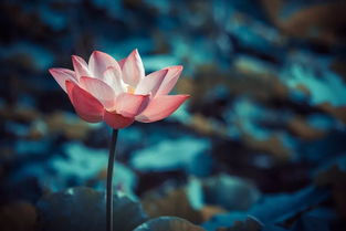 一树一菩提的完整诗句，一念放下,万般自在,下一句