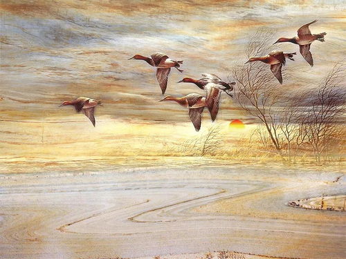 一曲《雁南飞》的寓意，雁南飞唯美浪漫的句子