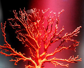 一团火焰出水来是啥歌，一树红花照碧海的歌词