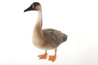 一只鸿雁歌曲原唱，一只鸿雁当空飞呀飞是啥歌