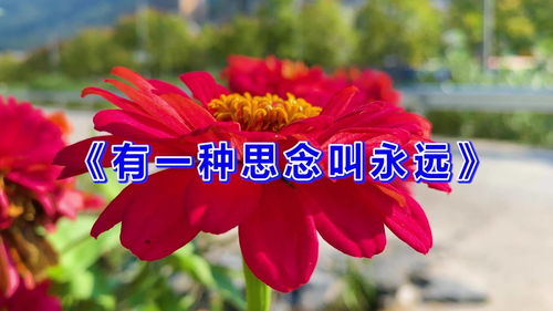 一种思念叫永远歌曲原唱，有一种思念叫眼泪原唱