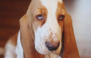 一只狗带火的一首歌，好听的狗狗歌曲