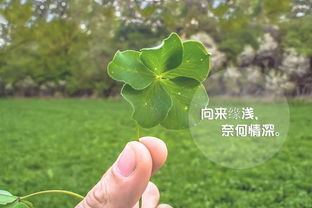 一往情深深几许什么意思，一往情深深几许全诗