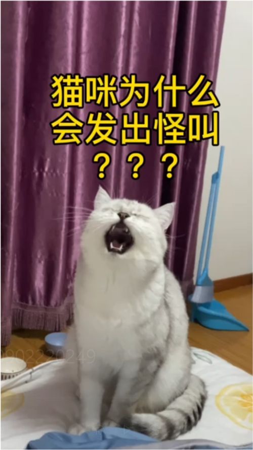 一开头就是嘎嘎嘎的歌,嘎嘎嘎开头的歌叫什么