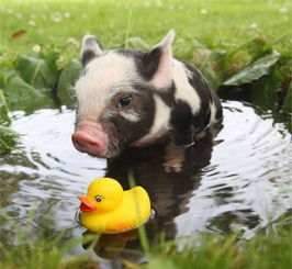 一定要珍惜叫你猪的人，女人聊天时给你发猪头表情