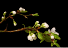 一树一菩提一叶一如来什么意思，一笑一尘缘,一念一清静意思