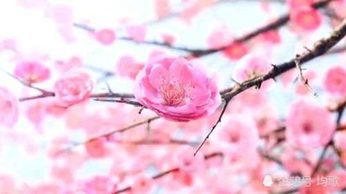 一花一树一坦途 歌词，歌曲《桃花诺》歌词