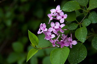 丁香花为什么叫鬼花，丁香花背后的真实故事