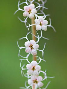 一首歌高潮部分什么花开花落，抖音最近很火一个什么歌花