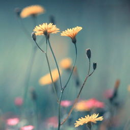 一路生花是情歌吗，一路花开这首歌的含义