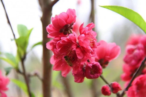 一面桃花一面红是什么歌，来时路一年桃花一孤独歌词