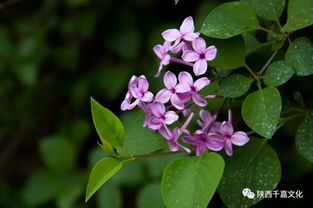 丁香花是坟头花吗，阳气最强的花是什么花