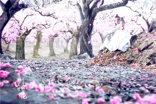 三生三世十里桃花主题曲，三生三世十里桃花5首歌