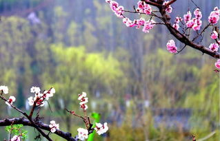 三千花开是你叶落也是你原唱,花开是你叶落是你最终还是你