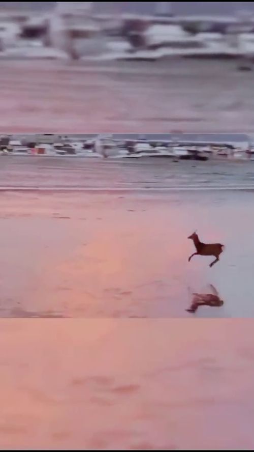 东北民谣破鞋漏脚尖儿原唱,我的天呀破鞋漏脚尖歌词