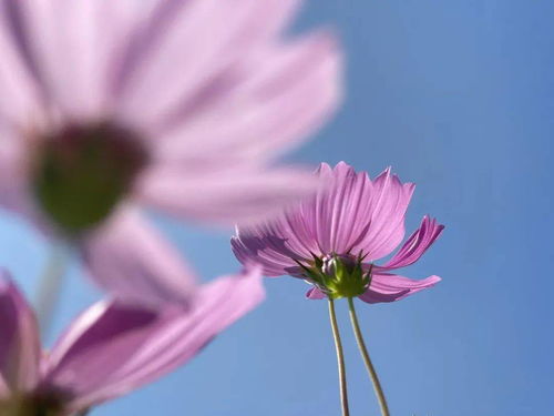 不知名的花儿都开了，什么花儿向阳开