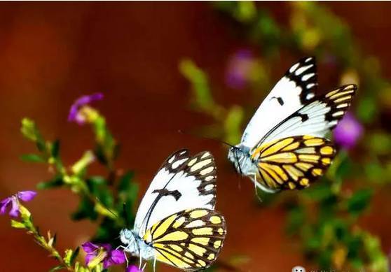 两只蝴蝶最早版本,两只蝴蝶为什么下架