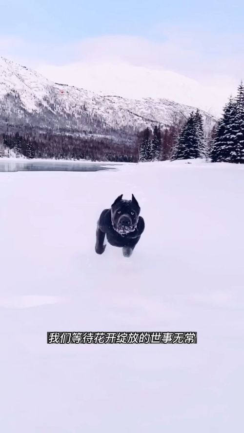 不慌不忙来日方长歌曲原唱，最好听男声版总以为来日方长