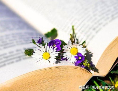 不打扰不纠缠的歌曲，送给爱而不得的人的歌