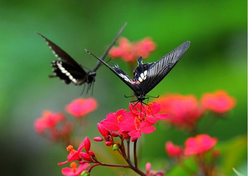 两只蝴蝶为什么下架,和两只蝴蝶一起火的网络歌曲