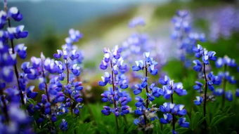 为什么说樱花草歌词很恐怖，为什么鲁冰花是恐怖歌曲