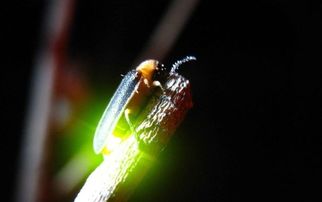 为什么不能用手碰萤火虫,萤火虫咬人后 症状图片