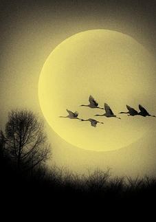 为什么用鸿雁象征爱情，鸿雁表达了什么情感