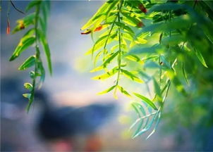 人生风景在游走的唯美句子，入眼的是风景,入心的是人生