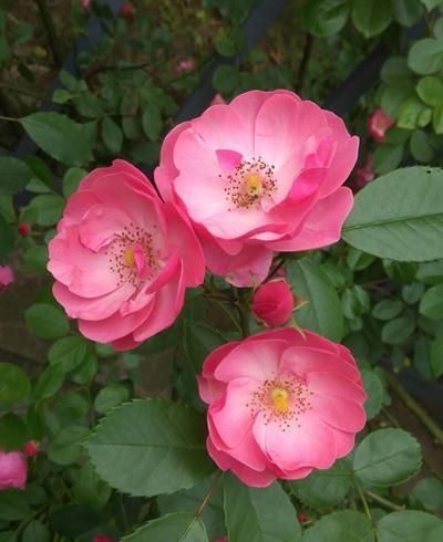 什么样的女孩是蔷薇，蔷薇形容哪类女人