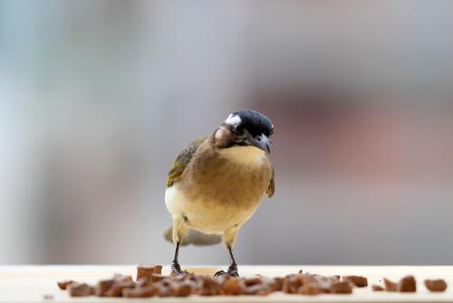 什么的小鸟唱着什么的歌填空，一只ABB式的小鸟