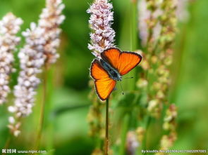 什么的小鸟在树上欢快的唱歌，什么花丛中飞着什么蝴蝶