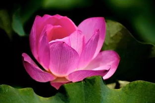 人间红尘是什么意思，人世间为什么叫红尘