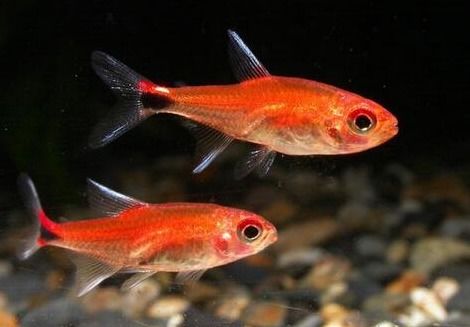 什么的鱼儿填词，鱼儿的修饰词