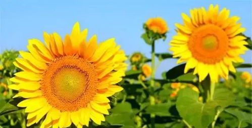 你是我一生永远的牵挂，你是我割舍不下的牵挂