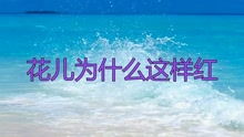 你看那花儿多红啊歌曲表达了什么，分析花儿为什么这样红这首歌