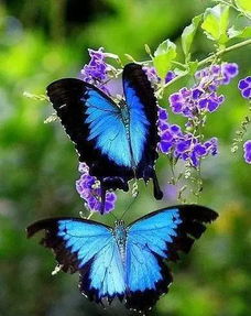 你从哪里来我的朋友好像一只蝴蝶,你从哪里来 要到哪里去