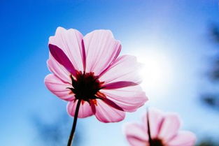 你在我生命中开出花一朵，抖音很火的一首带花开的歌