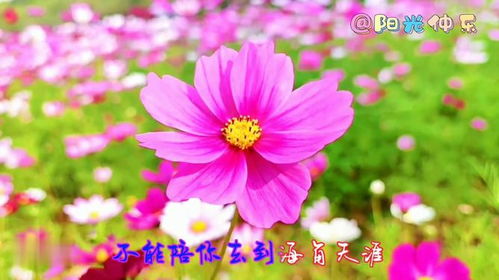 你是我的格桑花原唱女，梁红我是你的格桑花